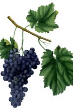 Grape Pictures 4 - Lacrima Grapes