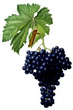 Grape Pictures 5 - Fuella Grapes
