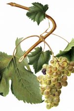 Grape Pictures 6 - Vermentino Grapes