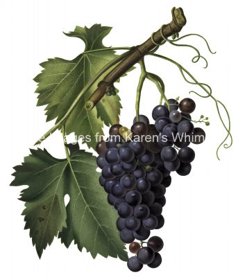 Grape Pictures 1 - Moscadella Grapes
