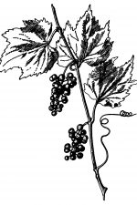 Grape Vine Images 6