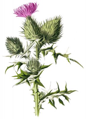 Free Images of Flowers 3 - Thistle