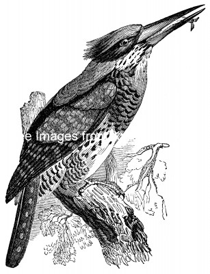 Kingfishers 6 - Great Senegal Kingfisher