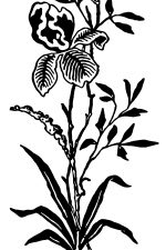 Clipart Flowers 6 - Wild Iris