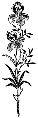 Clipart Flowers 6 - Wild Iris