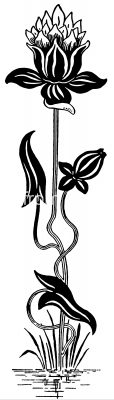Clipart of Flowers 3 - Fancy Daffodils