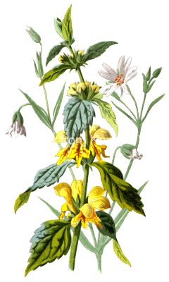 Flower Pics 3 - Nettle and Stitchwort