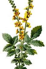 Images of Flowers 2 - Yellow Agrimony