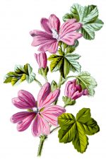 Images of Flowers 4 - Common Mallow