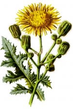 Images of Flowers 5 - Corn Sowthistle