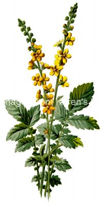 Images of Flowers 2 - Yellow Agrimony
