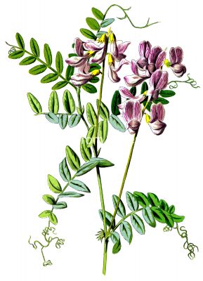 Images of Flowers 6 - Pink Wood Vetch