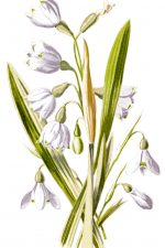 Flower Drawing Images 1 - Snowdrop And Snowflake