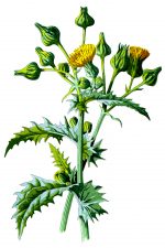 Flower Drawing Images 4 - Sowthistle
