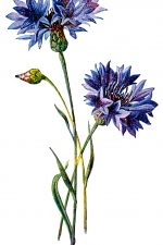 Flower Drawing Images 5 - Corn Blue Bottle