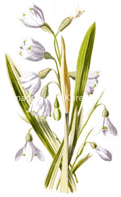 Flower Drawing Images 1 - Snowdrop And Snowflake