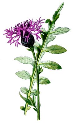 Flower Drawing Images 3 - Larger Knapweed