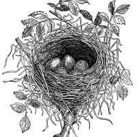 Birds Nests