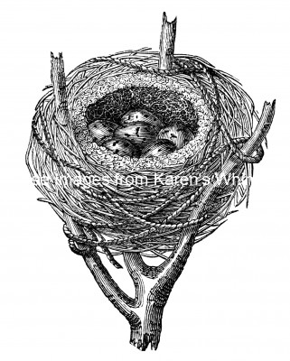 Birds Nest 2 - Nest of the Sedge Warbler