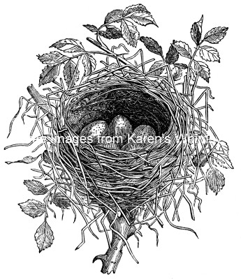 Birds Nest 3 - Nest of the Butcher Bird