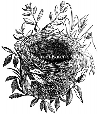Birds Nest 6 - Nest of the Sedge Warbler
