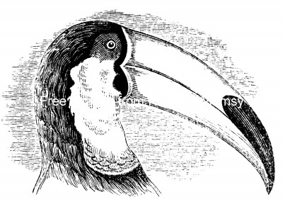 Toucans 2 - Profile of a Toucan Head