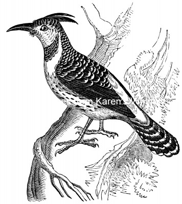 Woodpeckers 2 - Caffre Woodpecker