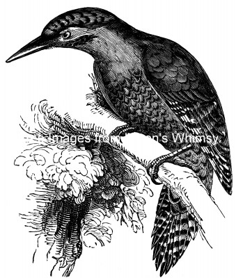 Woodpeckers 4 - Scaled Woodpecker