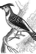 Woodpeckers 2 - Caffre Woodpecker