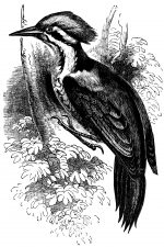 Woodpeckers 5 - Shores Woodpecker