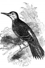 Woodpeckers 6 - Chilean Woodpecker
