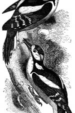Woodpeckers 7 - Great Spotted Woodpecker