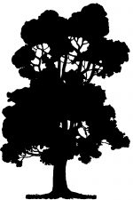 Free Tree Silhouettes 9 - Summer Sycamore