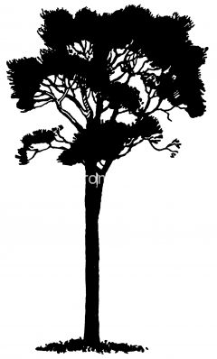 Free Tree Silhouettes 7 - Scots Pine