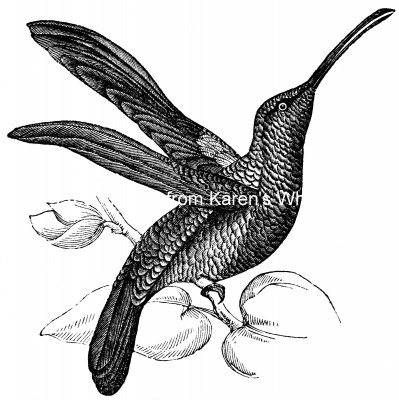Hummingbirds 3 - Sickle-Winged Hummingbird