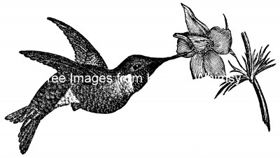 Hummingbirds 5 - Ruby Throated Hummingbird