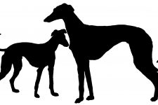Silhouettes of Dogs 2 - A Whippet and Greyhound