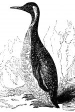 Types of Penguins 1 - Patagonian Penguin