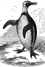 Types of Penguins 3 - Jackass Penguin