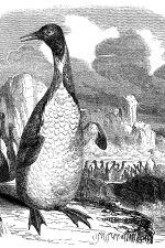 Types of Penguins 4 - Patagonian Penguins