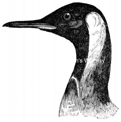 Types of Penguins 2 - Head of a King Penguin