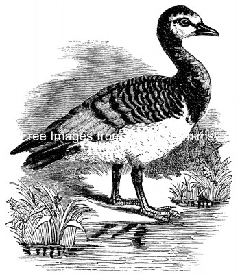 Geese 1 - Barnicle Goose