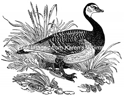Geese 4 - Bernicle Goose