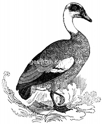 Geese 5 - Egyptian Goose
