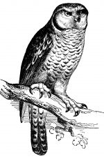 Owls 1 - Hawk Owl