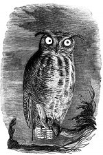 Owls 7 - Virginia Horned Owl