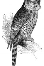 Owls 8 - Ural Owl
