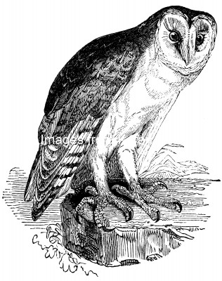 Owls 2 - Barn Owl