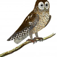 Owl Images