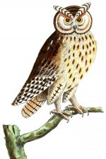 Owl Images 4 - Horned Owl